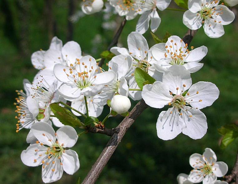 Fiori di primavera